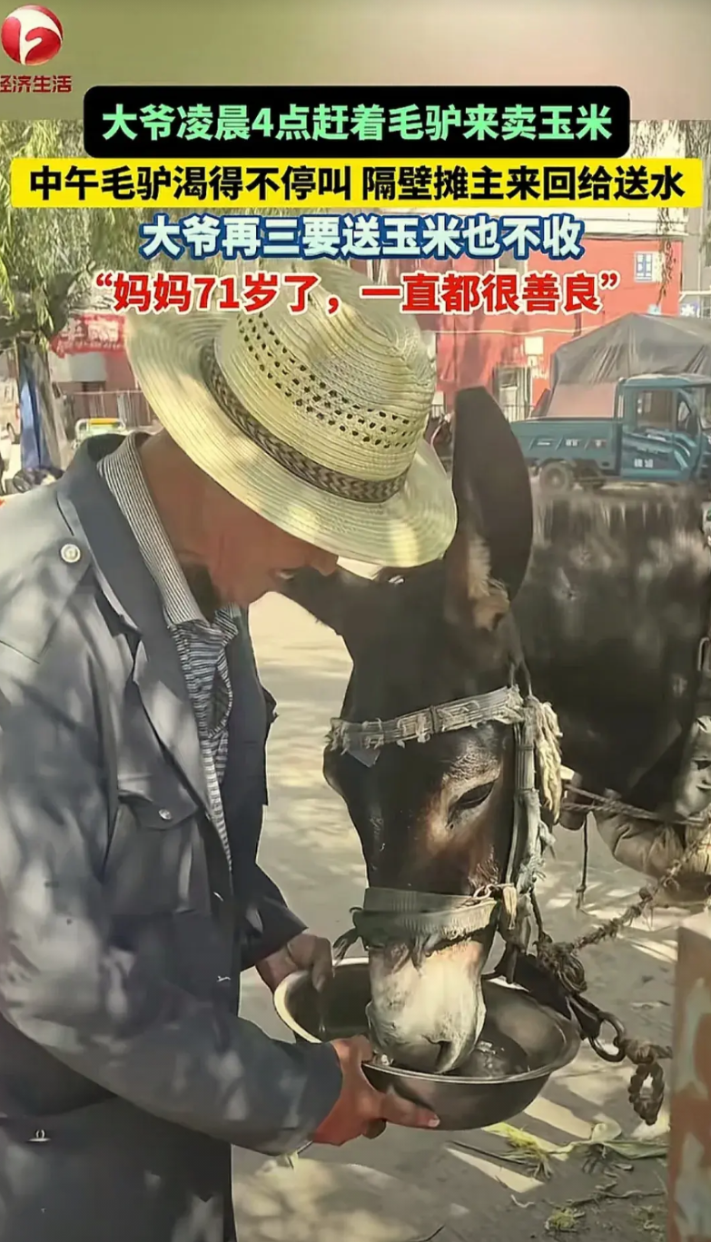黑龙江七台河，一位大爷凌晨4点多就赶着毛驴到市场去卖玉米。随着太阳越升越高，天气