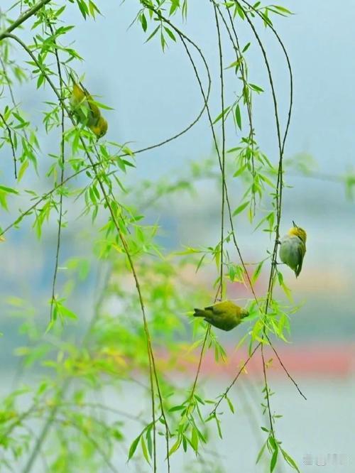 上联：莺歌柳岸风细细，下联：燕舞桃园雨绵绵，下联：蝶恋花间日暖暖。