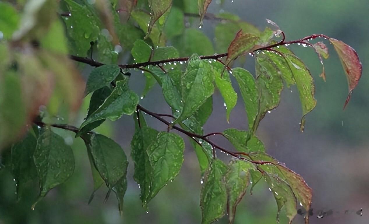 最怕端午这天下了雨，今日端午，这农谚为啥这样说，都有啥预兆呢？端午节这天的天