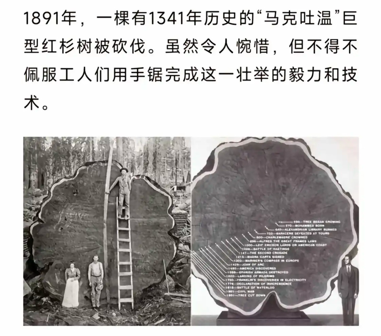 树:我超龄老木！我超龄老木啊！！​​​