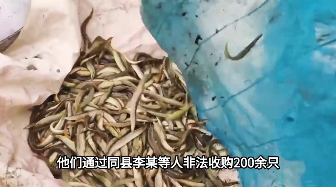 山东男子剥1600张皮卖1斤80元！肉全扔沟里被惊现