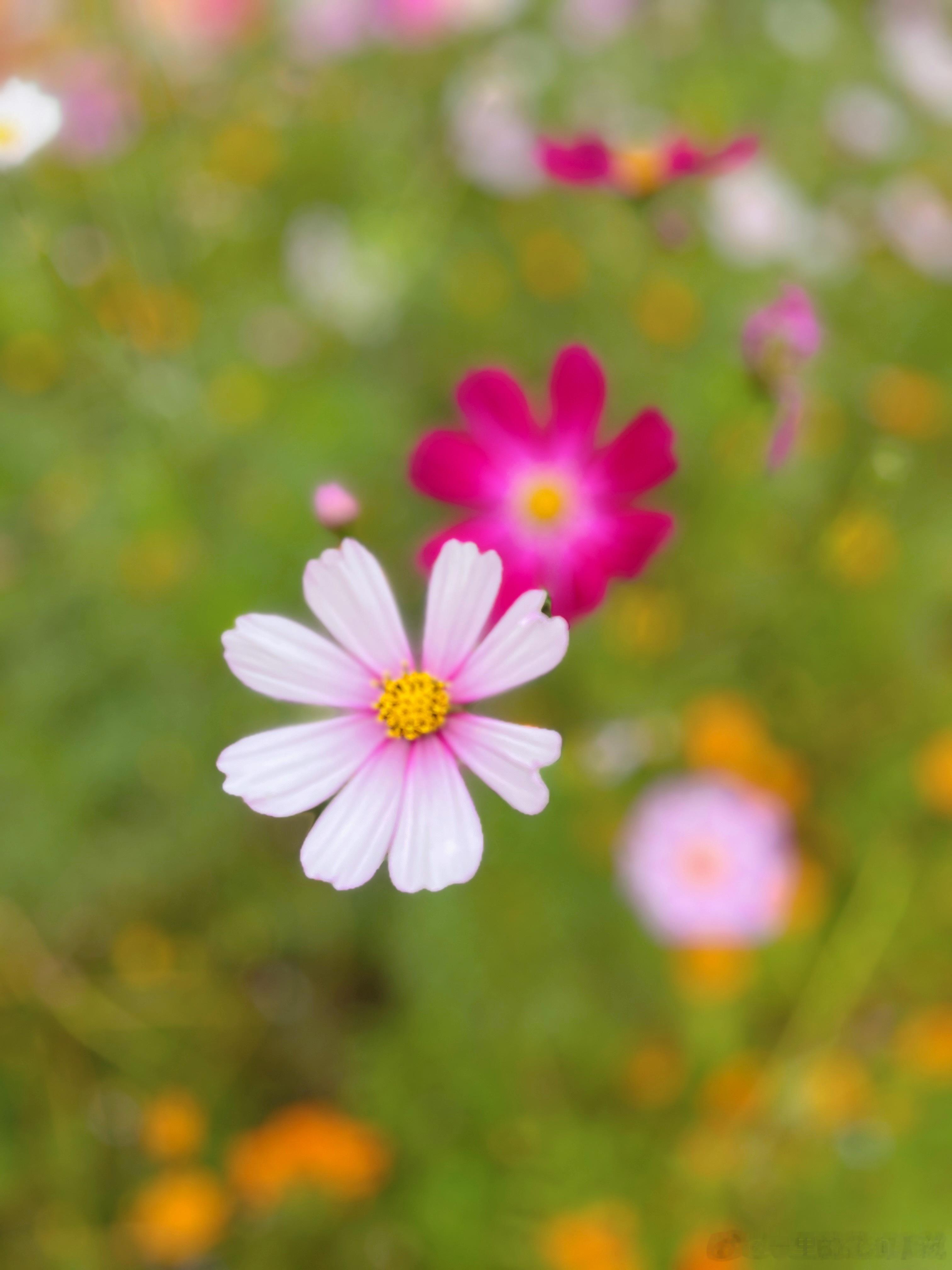 靠近那些欣赏你、理解你的人，这样你才能更好地认识自己，发挥自己的潜力。——莎士比