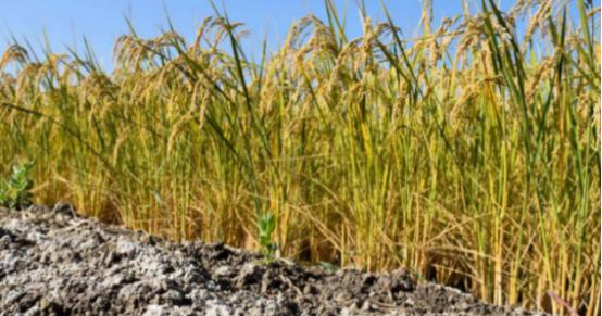 盐碱地产出的“海水稻”，明明口感难吃，还越种越多，为何国家要大力发展它呢？其实原