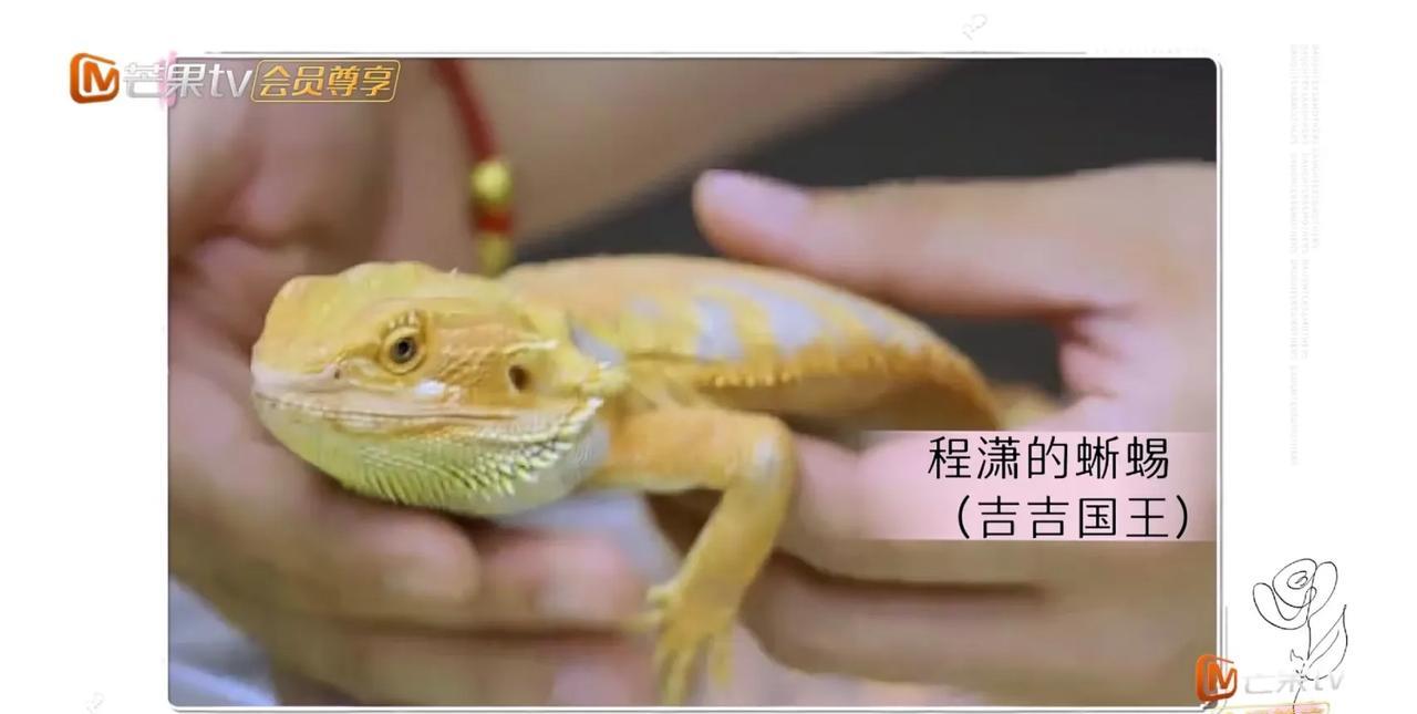 程潇，超爱养动物程潇说:“我养了三只猫一只狗，之前还养了四只蜥蜴。”程潇非常