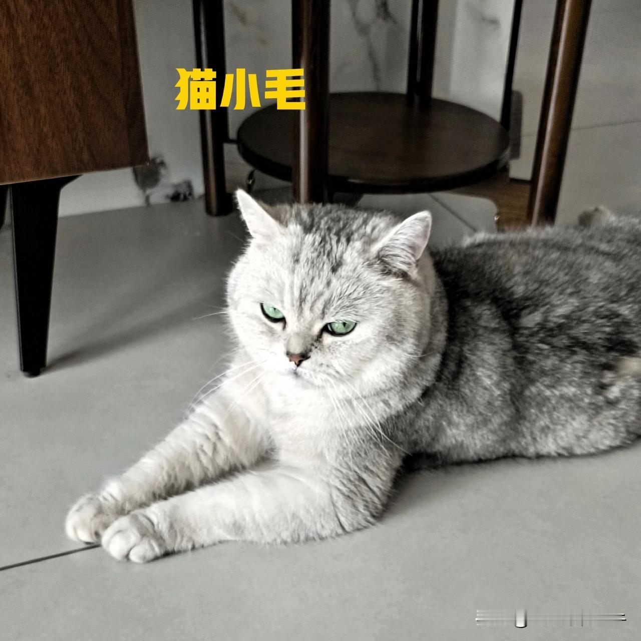 猫咪吃起醋来也很可怕。我家的猫小毛是我家的原住居民，在它四个月的时候就来到我