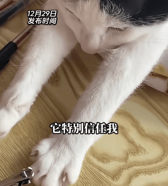 女子养了一只乖巧的猫，剪指甲时猫咪主动伸出爪子，女子表示猫咪性格温顺，平时很信任