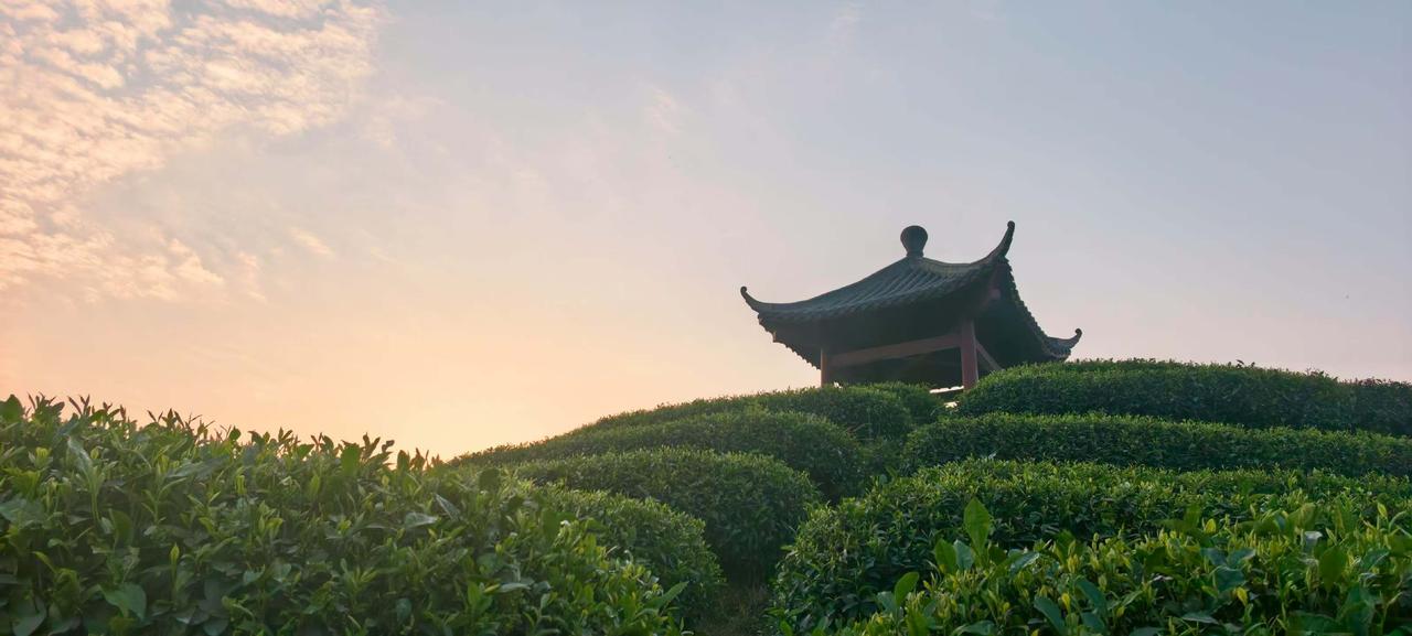 真心话茶局雅安碧峰峡茶园的落日非常漂亮！