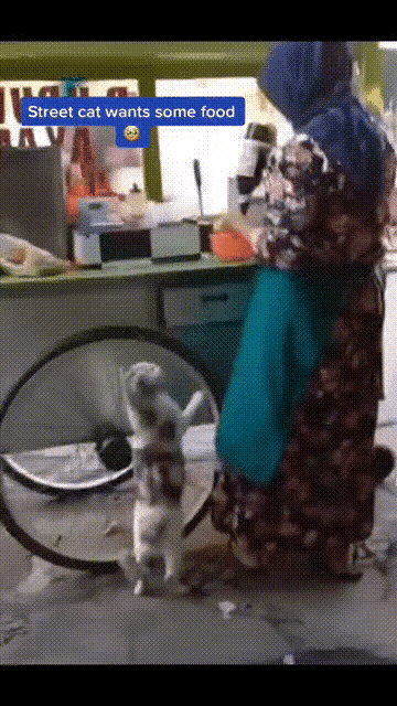 国外一个在路边卖早餐的老奶奶正在忙碌着，一只流浪猫跑到她身边，没有跳到车子上去抢