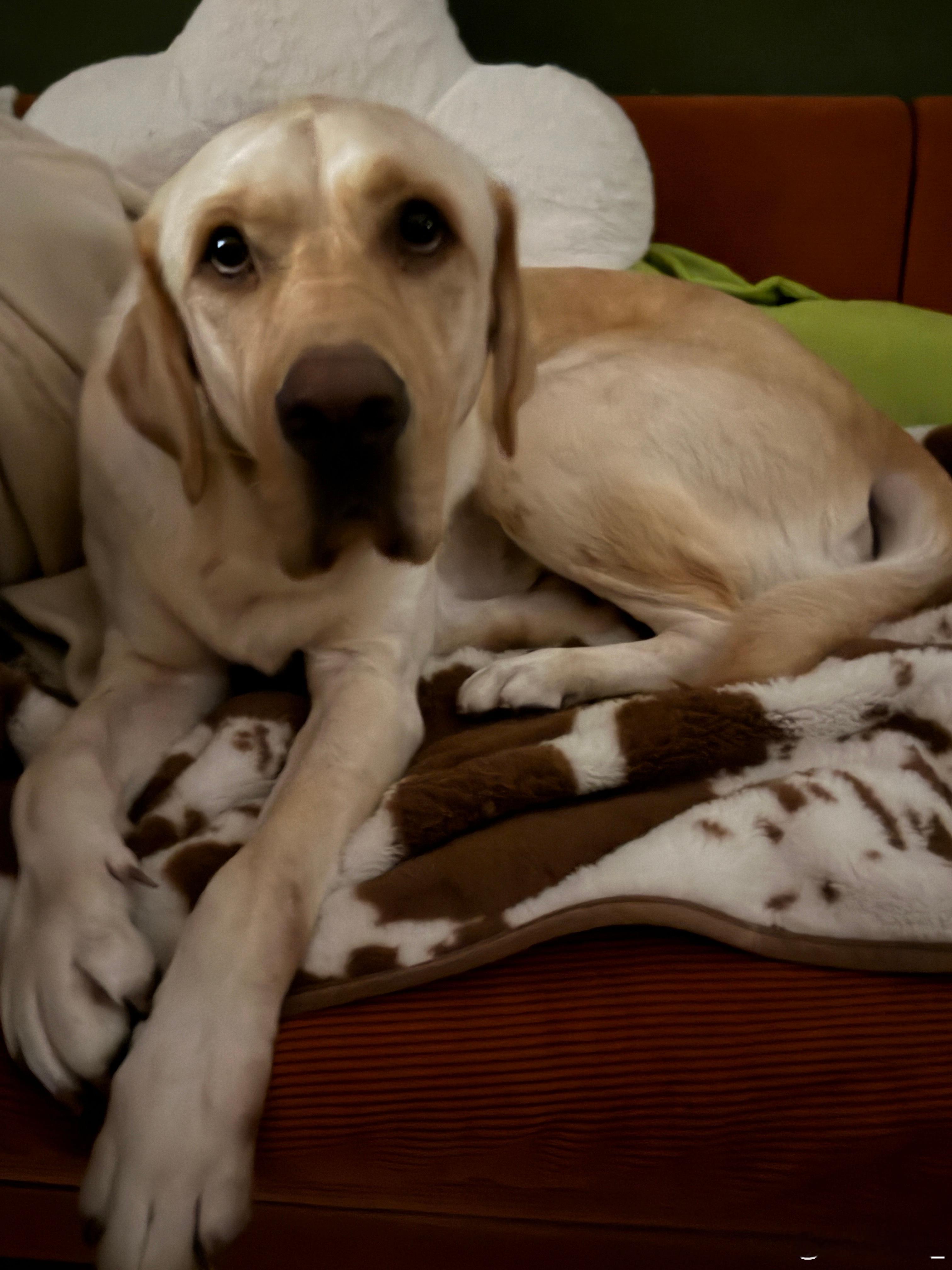 早降温了狗爷都不愿意下沙发送我出门了躺在毯子上可老舒服了[doge]又是四点半起