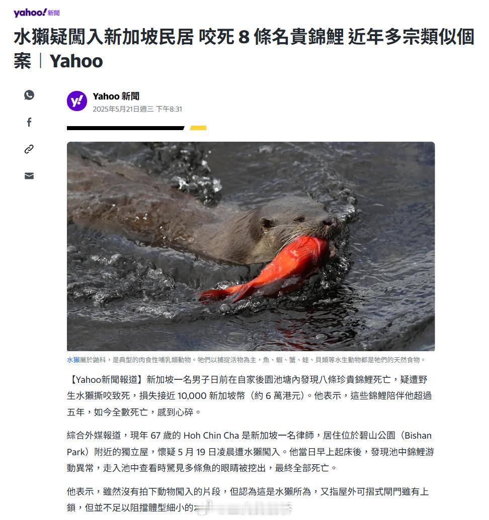 家里养鱼的要当心水獭。​​​