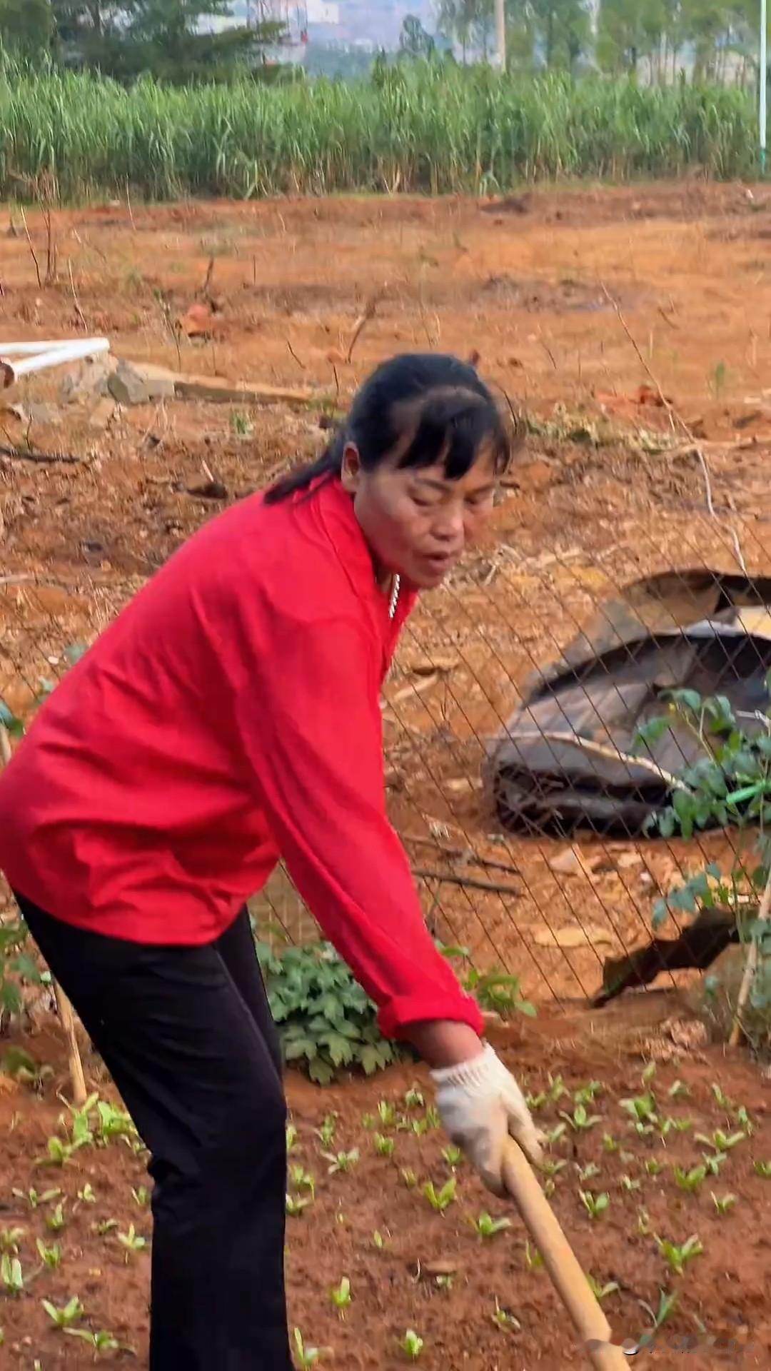 11月26日，全红婵更新新疆滑雪vlog，婵宝玩的好开心呀。虽然她一直滑倒，但婵