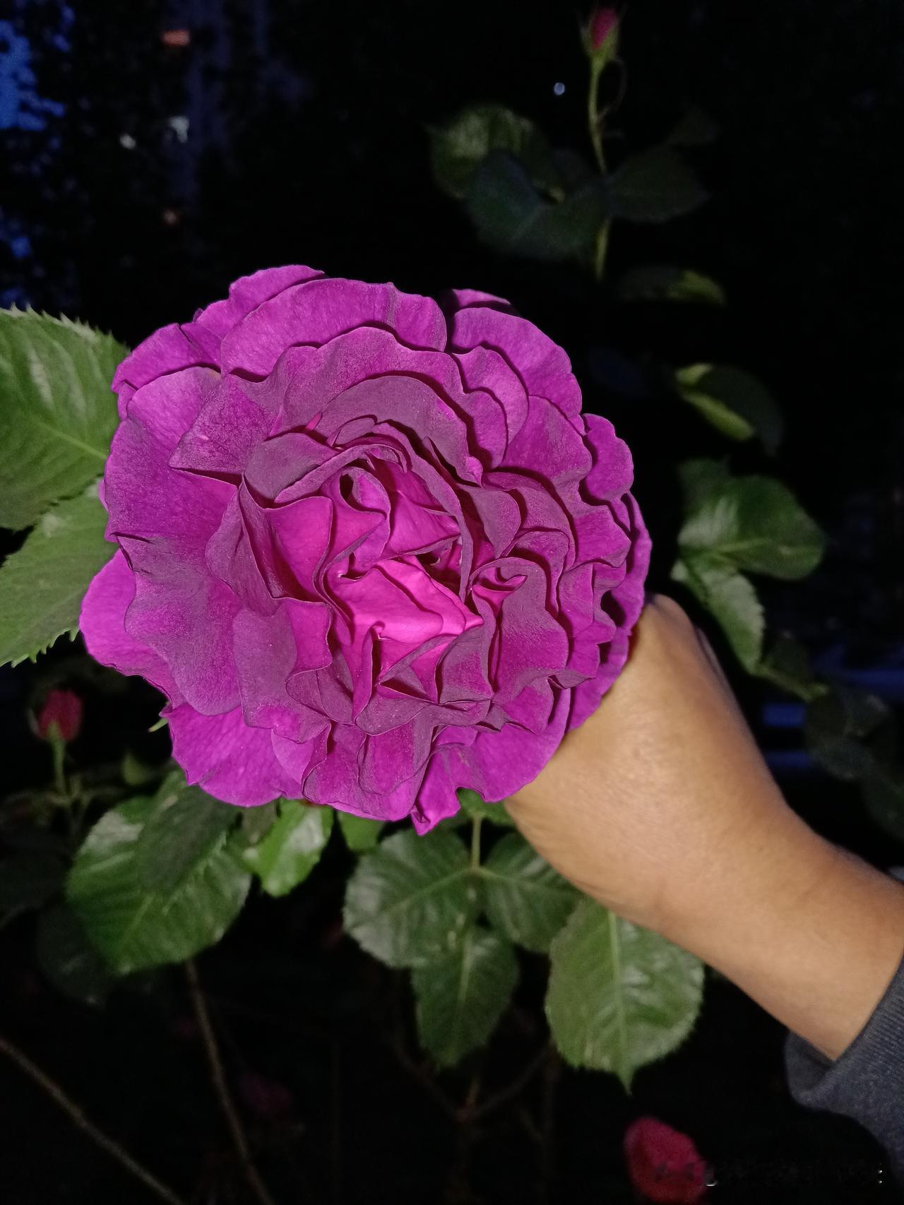 活得最长的生肖：1.龙：寿命超久2.猴：身体倍儿棒，活得长3.