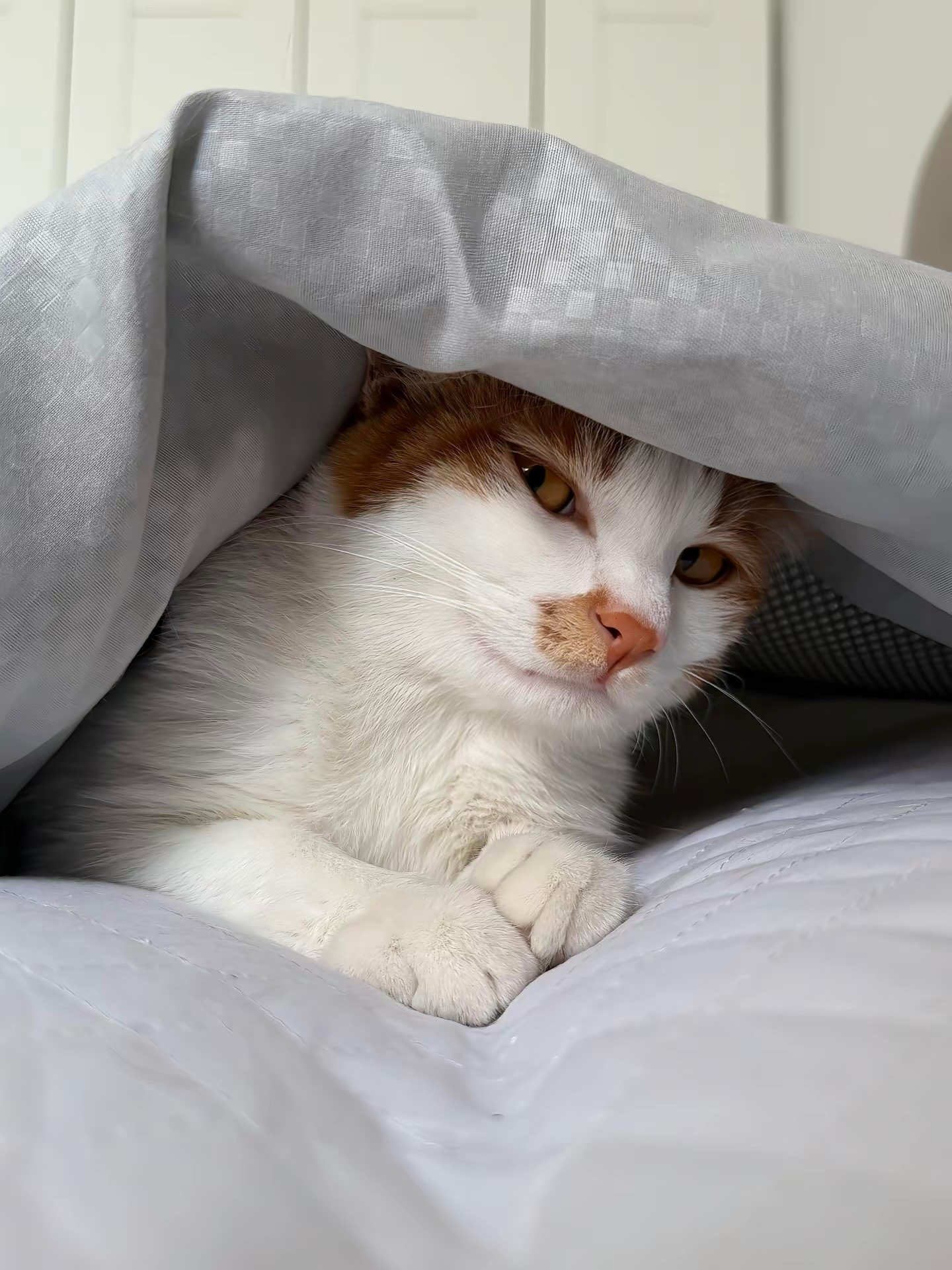 猫咪：妈妈，你又要出门打猎了吗🤨
