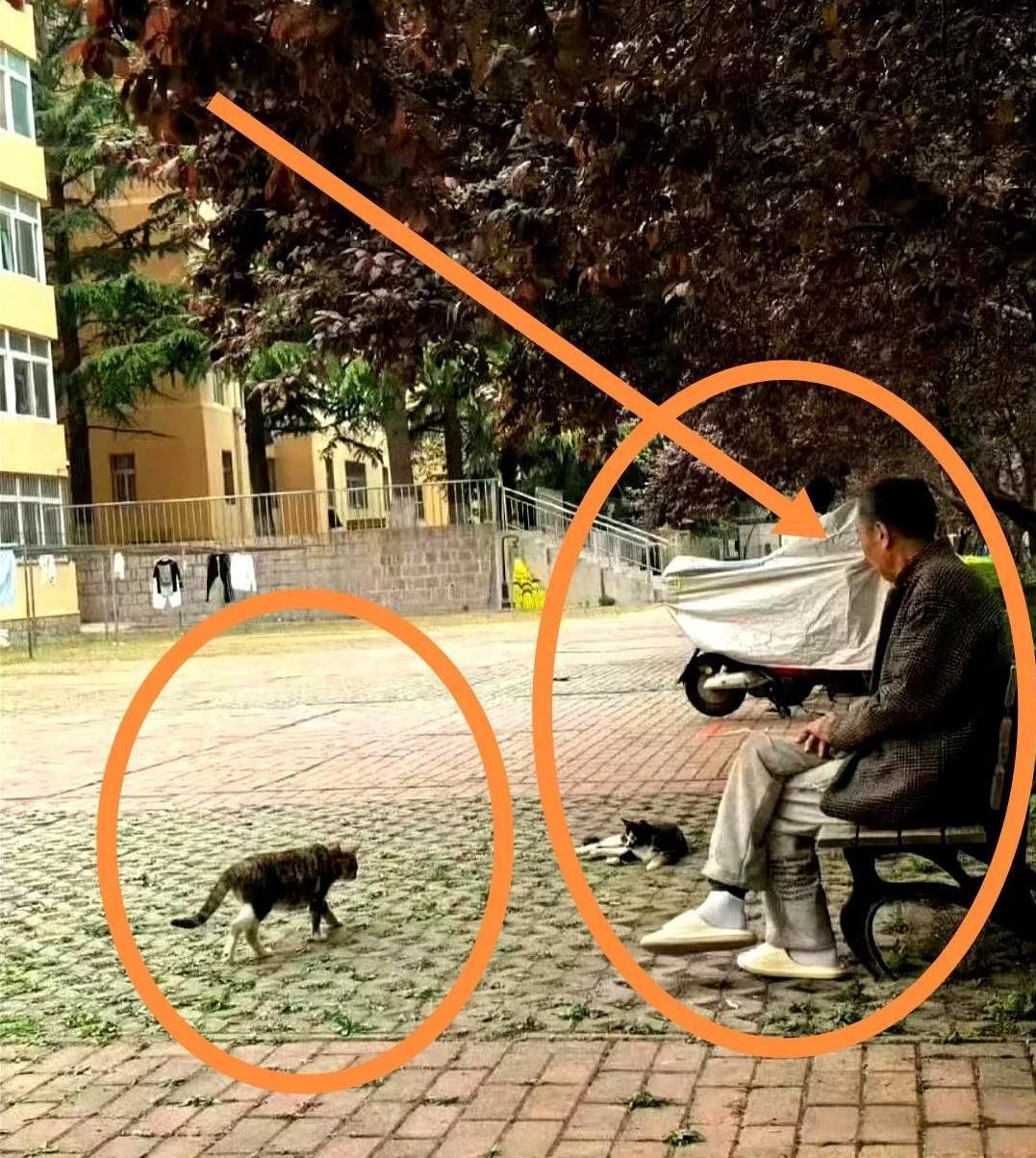 宿管大爷就这么走了！学生们随手拍下他喂流浪猫的情景，才留下了几张平时的照片。大家