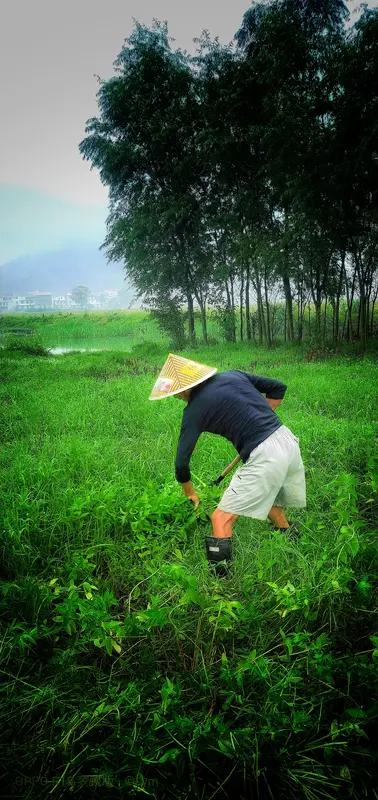 有小时候挖过猪草的吗?小时候挖猪草的经历，现在想起来还挺有意思。那时候，一到周