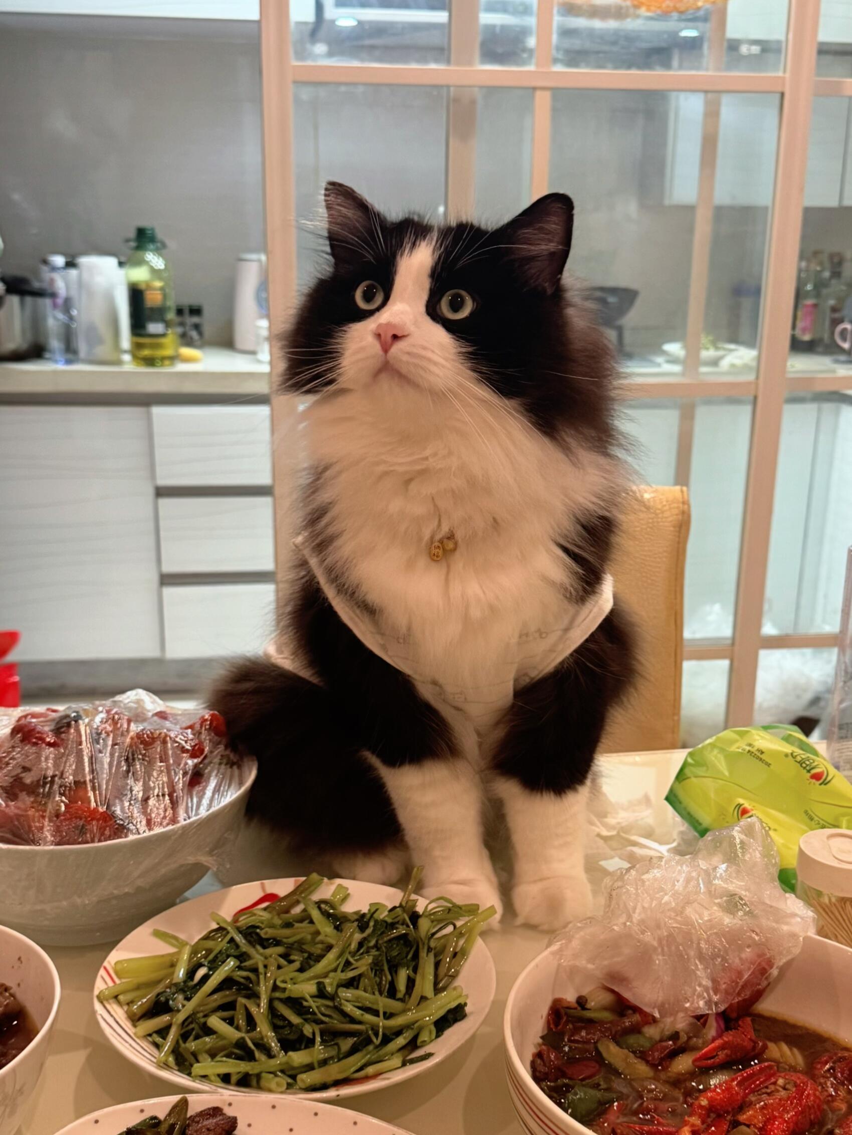 小猫也要上桌吃饭！