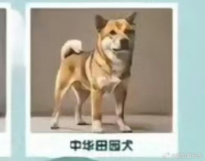 中华田园犬禁养到底是谁做了这个违背老祖宗的决定！​​​
