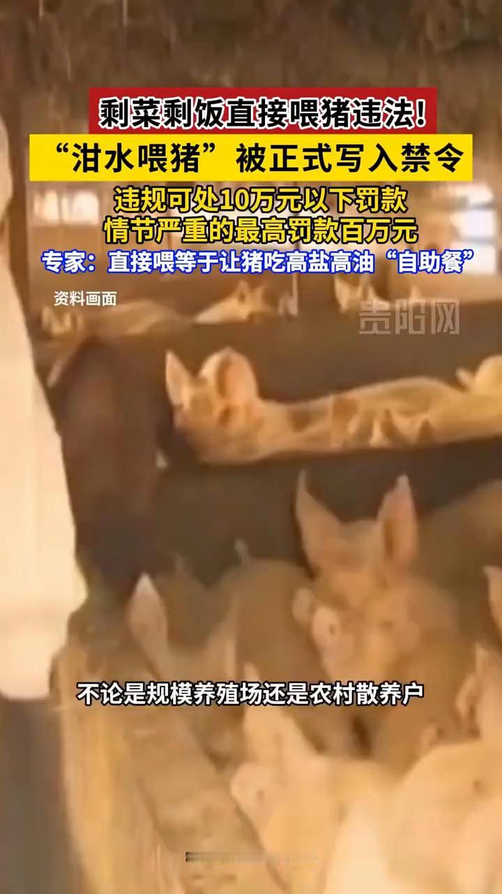 剩菜剩饭直接喂猪违法！"泔水喂猪"被正式写入禁令，违规可处10万元以下罚款，情节