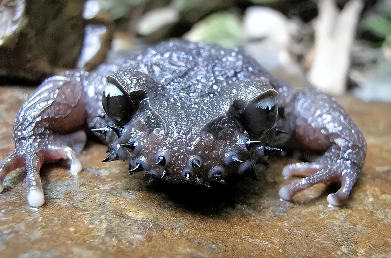 2013年，云南一小伙上山采药时听到奇异叫声，随后有村民声称在山中遇到诡异生物，