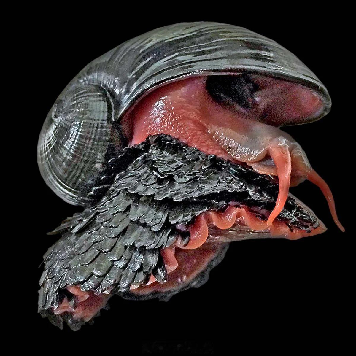 这是鳞足螺(Scaly-footgastropod)。它是唯一一种已知的将铁融