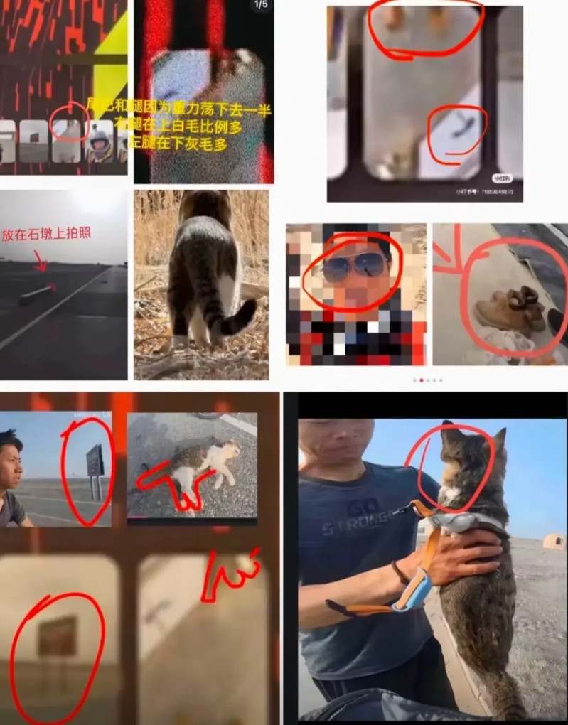 悟空小猫被骑行者怀疑，是故意有人害死的！这个我也不敢肯定，虽然有种种迹象表明的确