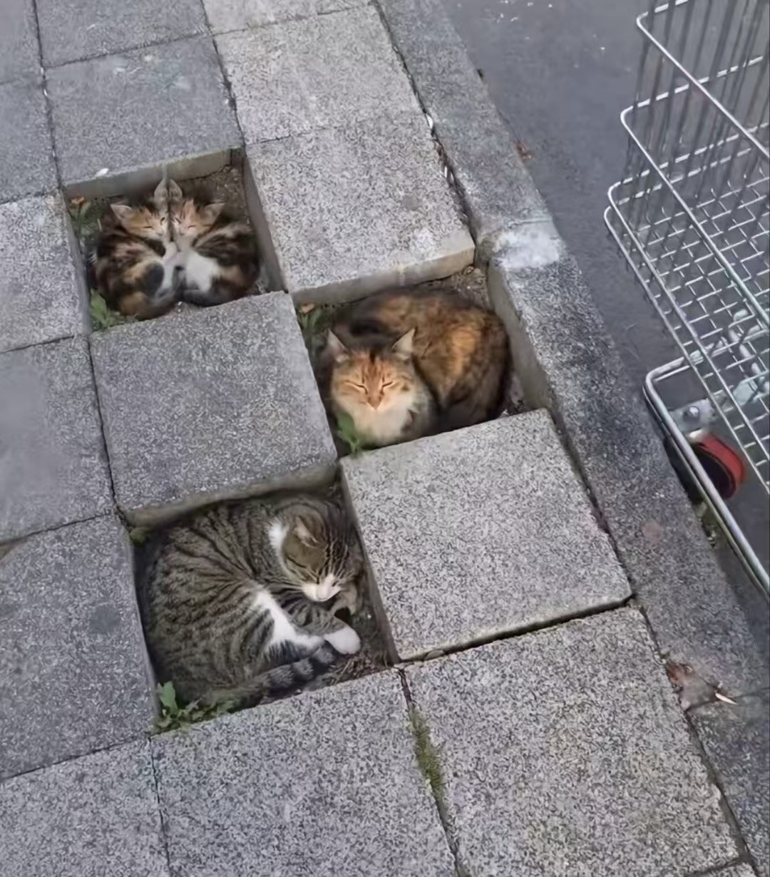 《小咪之家》六十万以内最好的猫窝