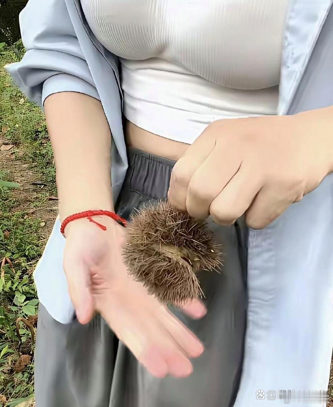 在山上捡到的，有人吃过这玩意吗