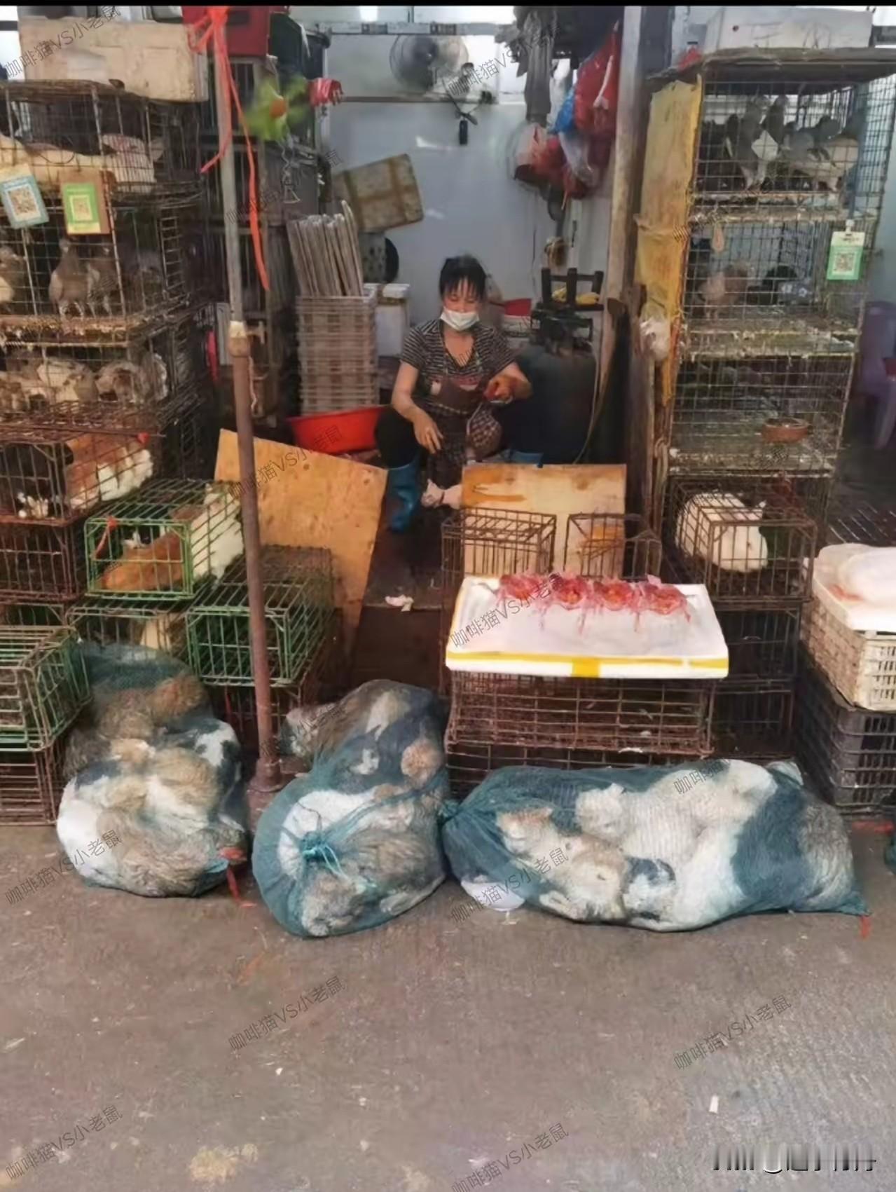这些猫都要被送上餐桌了，这家店专门收购流浪猫和弃养的猫，把它们打包好卖给旁边的饭