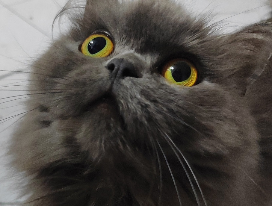 那它拉完屎在床上蹭屁屁呢？专家说小猫上床是不脏的