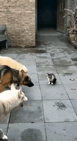 好狗不吃眼前亏[狗头]