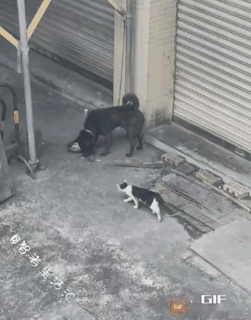 很难不心疼这只饥肠辘辘的小猫，饥饿驱使它鼓起勇气靠近正在干饭的大狗，一举一动都写
