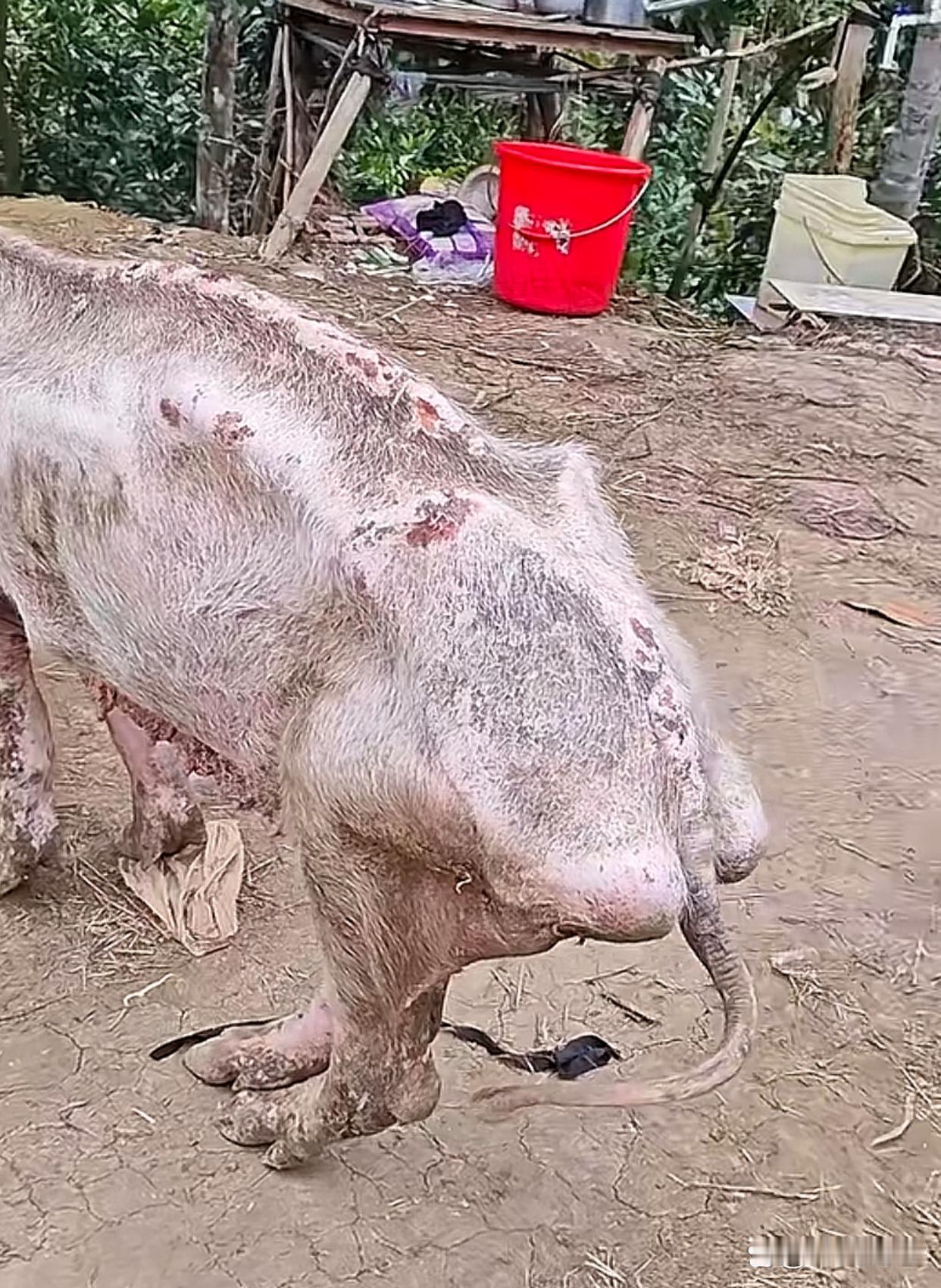 能把猪养成这样，也是个人才