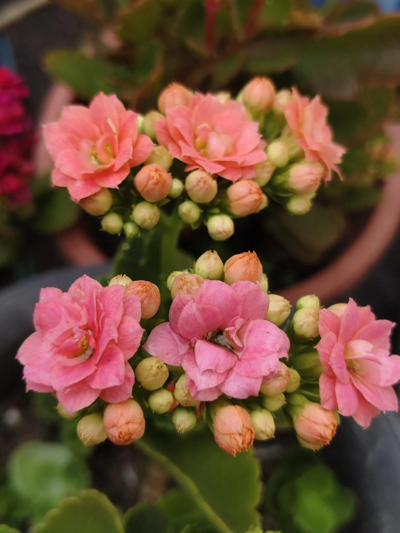 种花得花🌸我的长寿花。