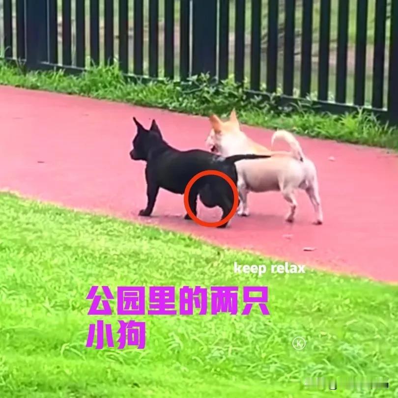 早上在公园锻炼的时候，有两只小狗从旁边经过。两只狗子一黑一白，模样长得很相似，应