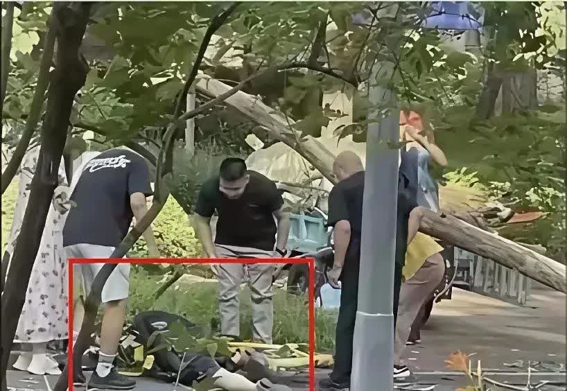 山东籍教授张爱玲在清华校园里被一棵砍倒的树砸到了。抢救无效离开了热爱的事业和亲爱