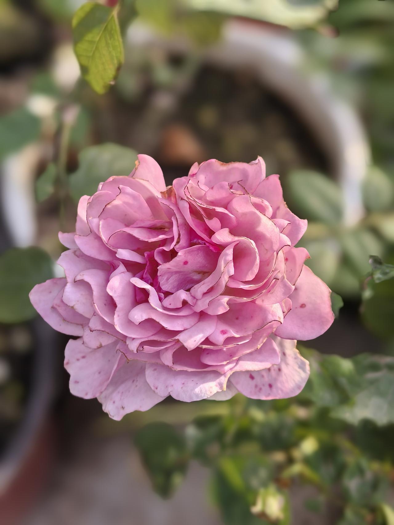 单位新调来一个女同事，82年，儿子大二女儿高二，原生家庭家境富裕，住小别墅的。