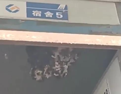 “头上爬满了”! 深圳一男子当场昏迷