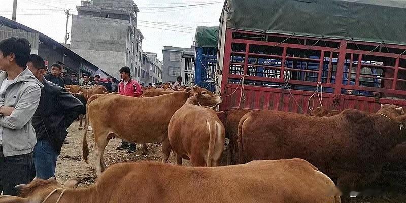 目前年关牛肉38元/斤销不动，进口量激增冲击国内养牛户产业，老百姓苦不堪言。评