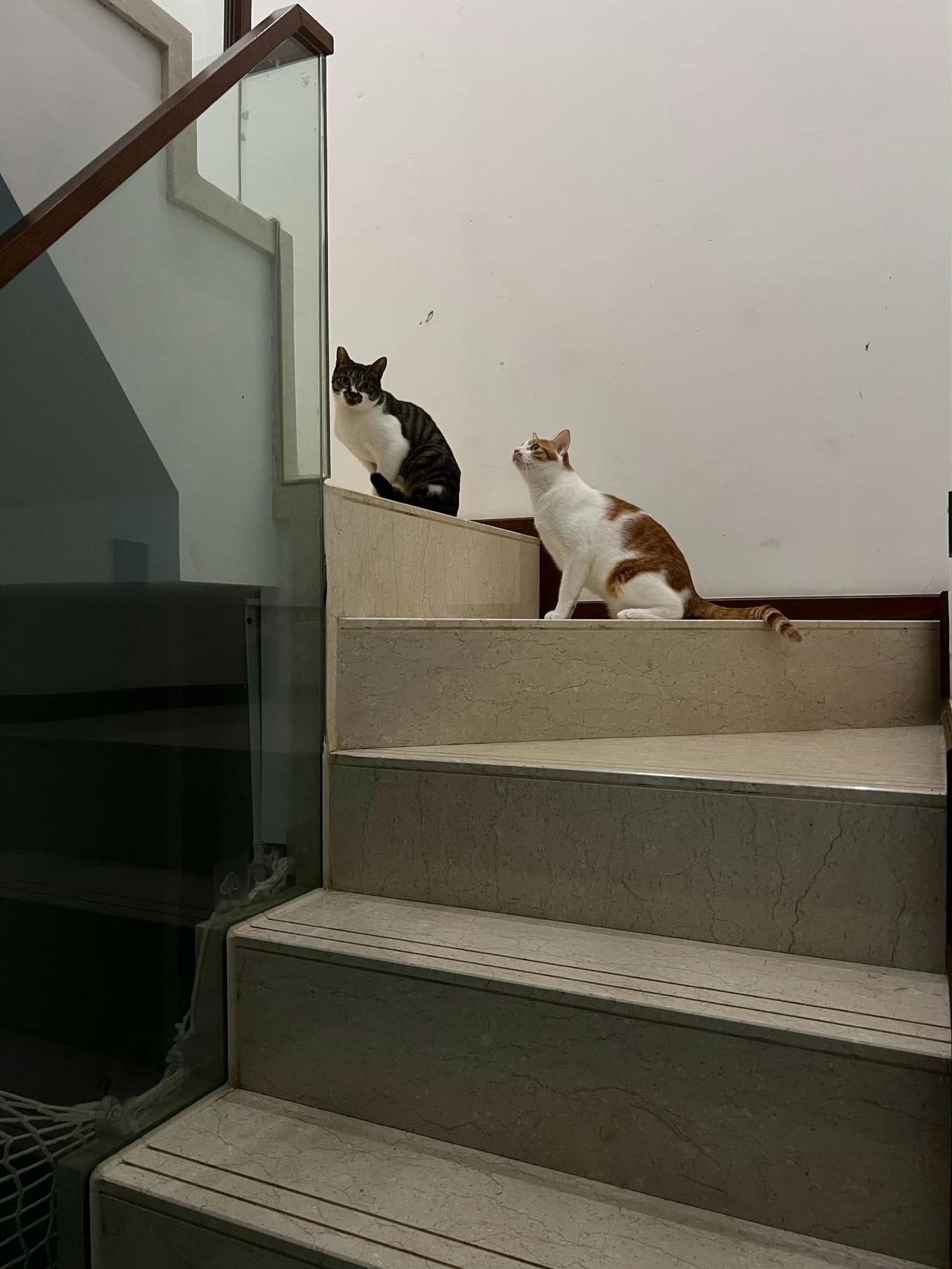 虽然这个猫对茄子很感兴趣，但还是很有边界感的守住了社交距离