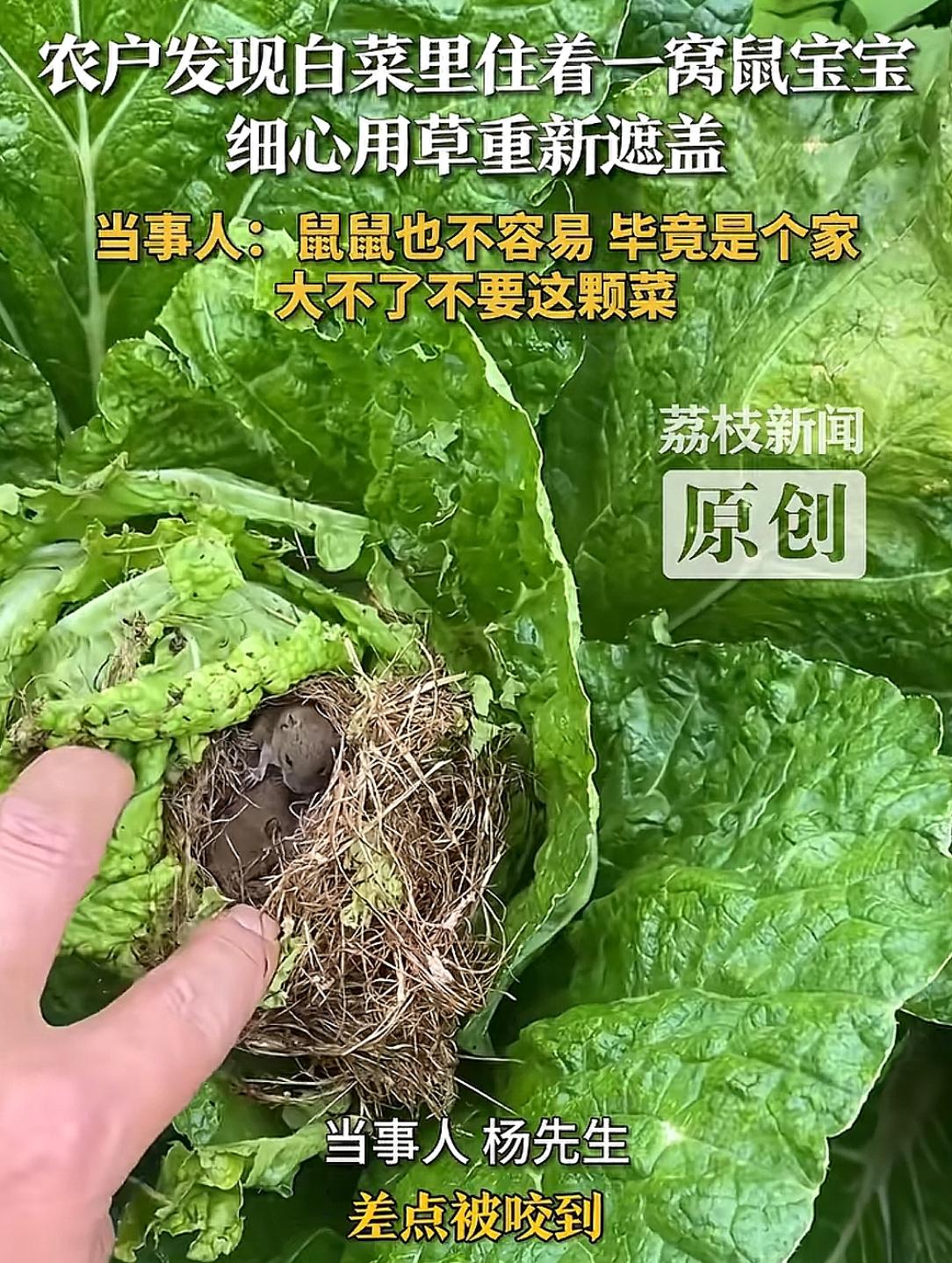 一农户到地里发现一颗白菜有点不一样，扒拉开一看，白菜里住了一窝老鼠宝宝...俗