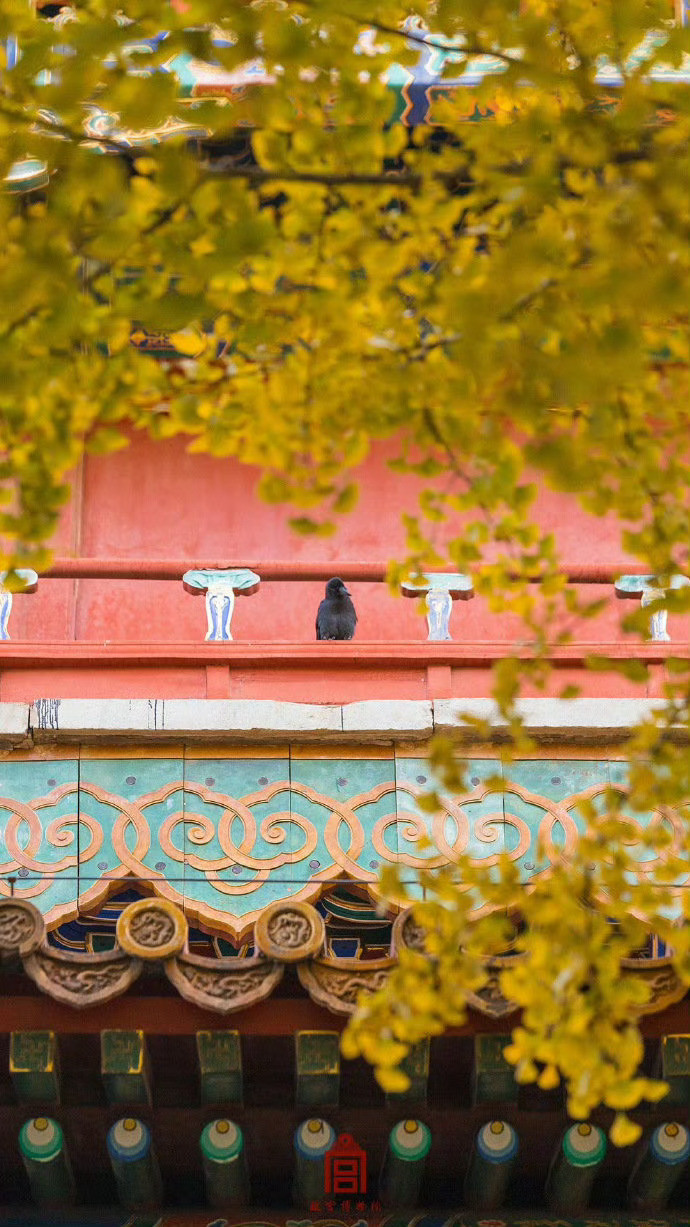 当金秋银杏遇上故宫红墙，在这一刻，故宫美成了紫禁城。