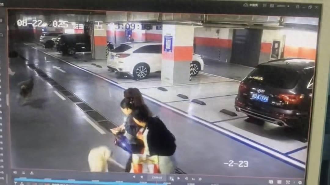 “必须严惩！”甘肃兰州，三名女子经过地下停车场时，突然，一只白色贵宾犬冲了过来，