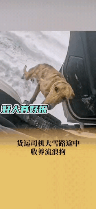 锡林郭勒的冬日，气温跌破零下20℃，大货车司机徐师傅停下车，开门取雪烧水。一低头