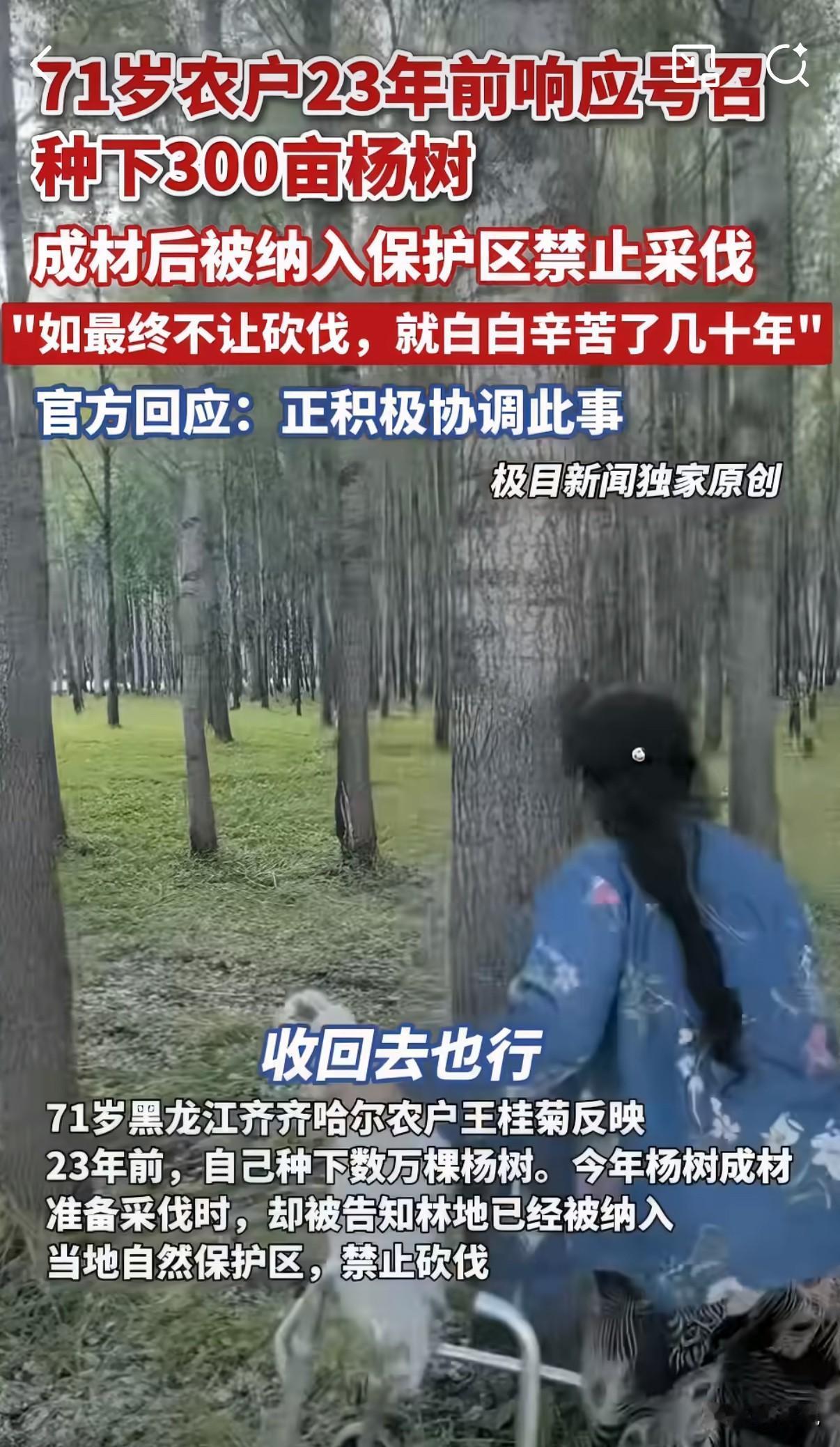 黑龙江齐齐哈尔一位71岁的老农户，23年前种下的3万多棵杨树，现在不让砍了。