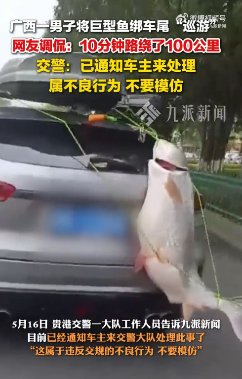 #男子将一米长鱼绑车尾游街#【#交警回应男子车尾绑巨型鱼游街#：已通知车主来处理