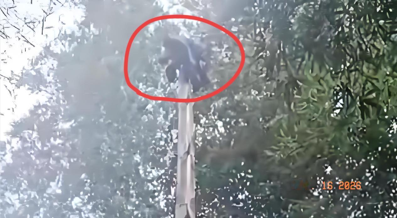 最近福建三明有位女子上山挖春笋，挖着挖着觉得热，就把外套脱了随手搁地上，一门心思