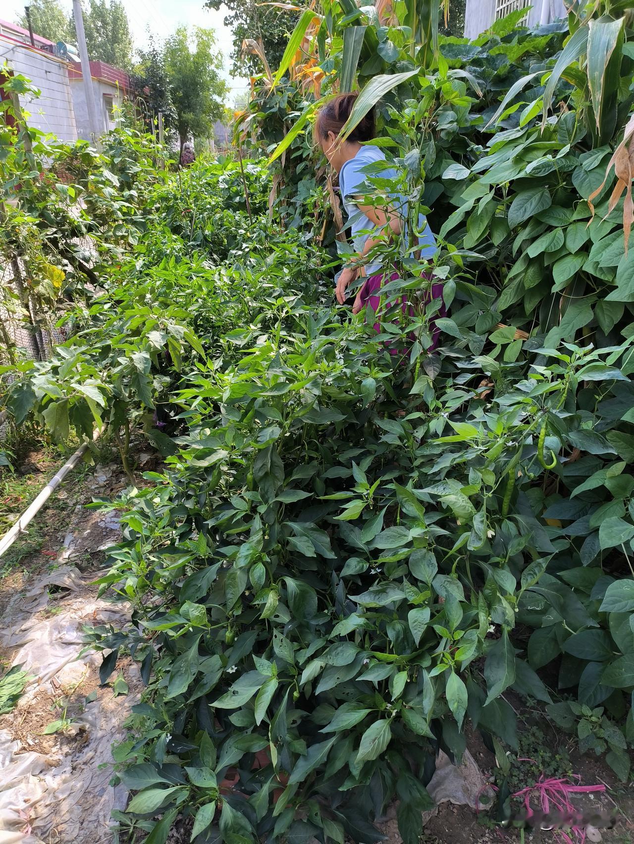 回了趟老家，突然好羡慕现在的农村生活✨每次回到老家，心里就觉得特别踏实。