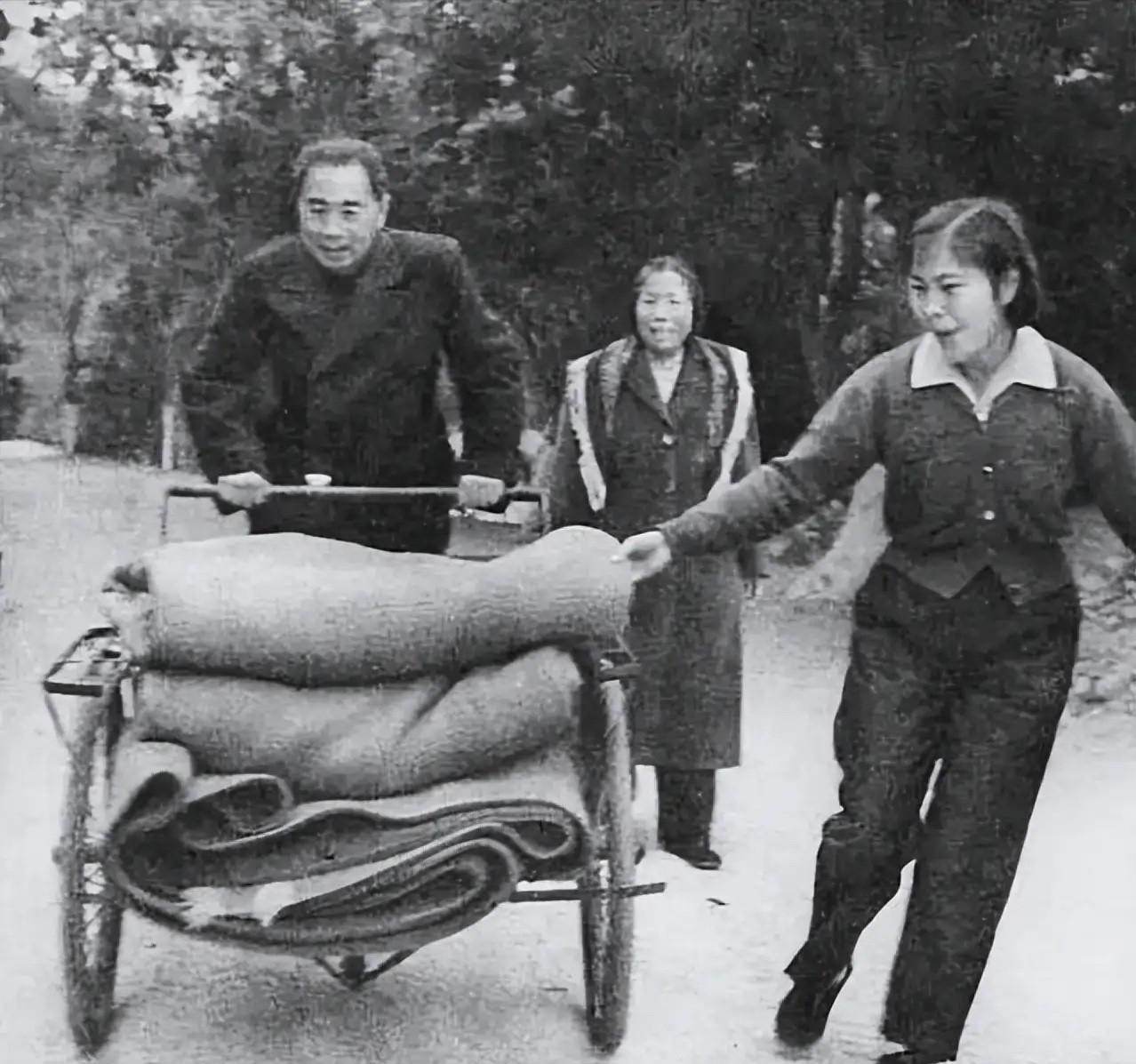 1959年，周总理在广州从化温泉陪同邓颖超散步时，偶遇一名女工正费力地蹬着载满毛