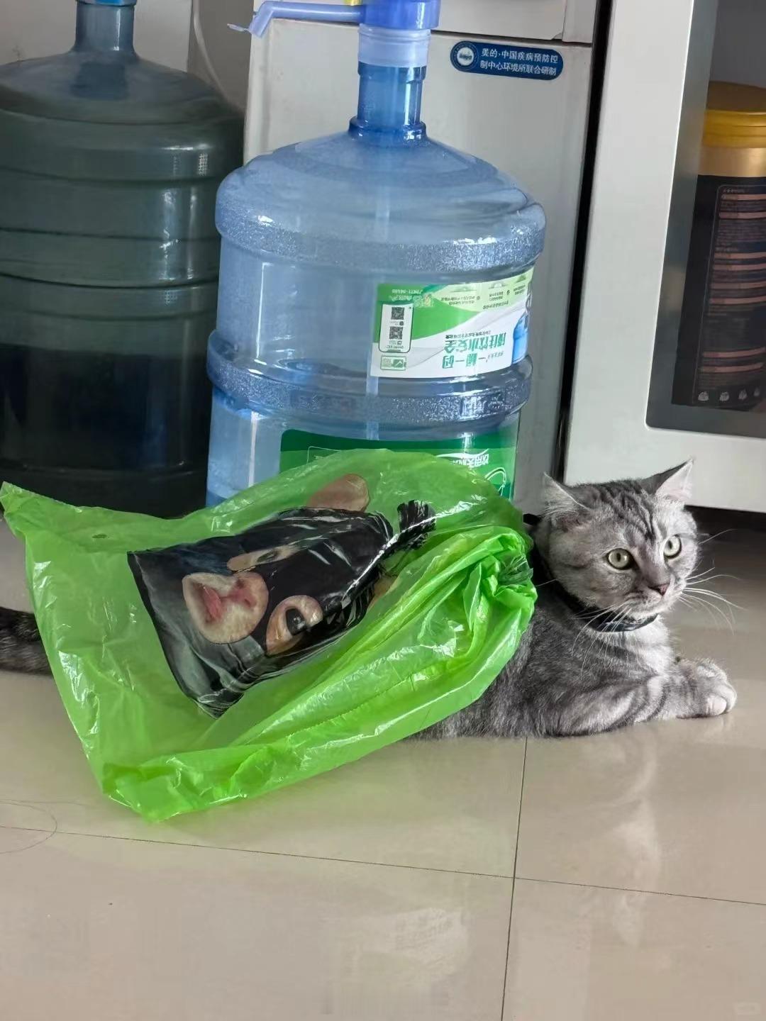 谁来管管现在的垃圾袋拿到手心都要被萌化了，一天的心情是由可爱小咪开启
