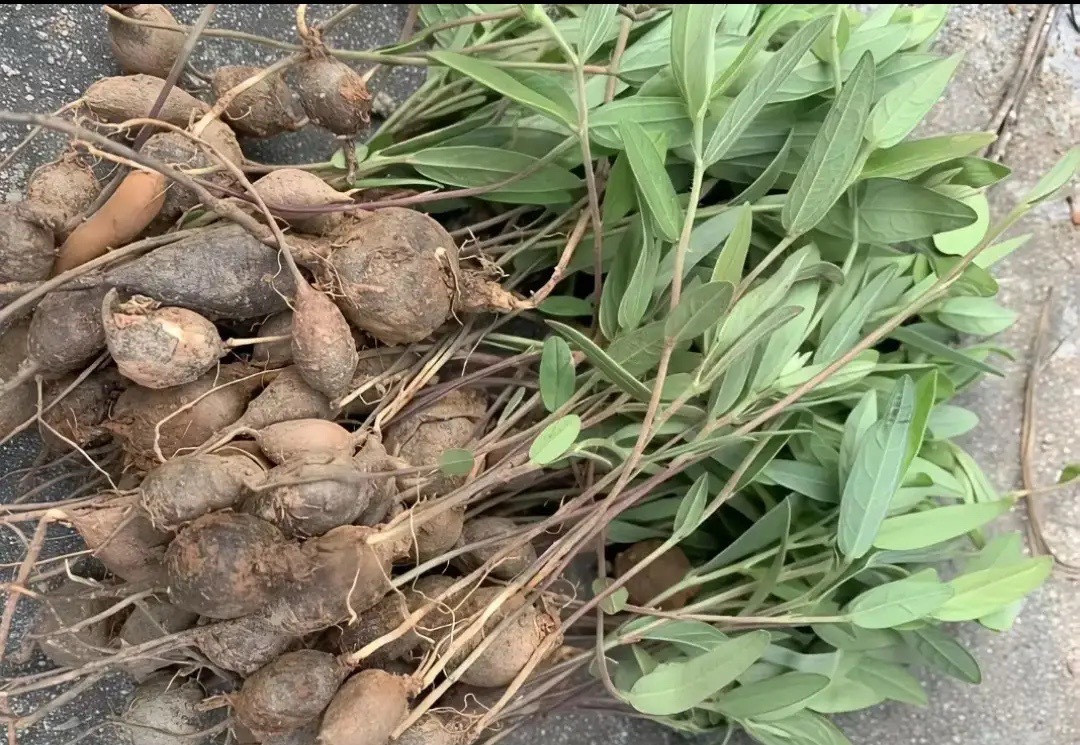 我敢打赌，100个人当中有101个人都不知道这是什么植物，看起来有点像花生，但